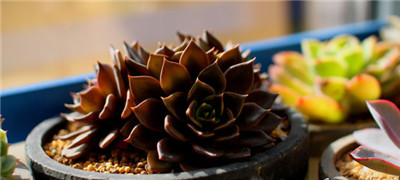 黑王子的养殖方法和注意事项有哪些