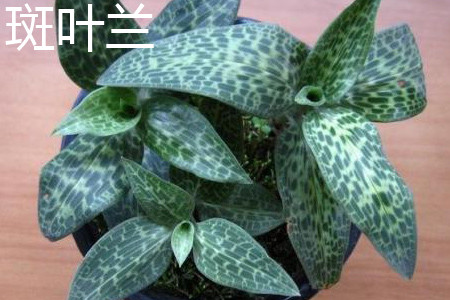 斑叶兰属