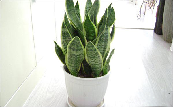 虎皮兰的摆放位置有什么讲究