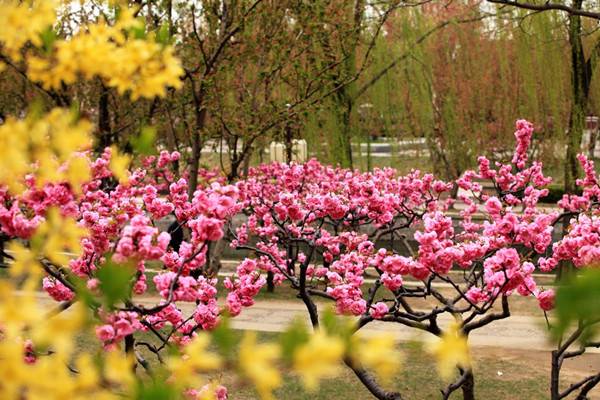 榆叶梅怎样移栽(榆叶梅栽植技术)