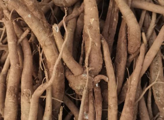 吃了当归拉肚子