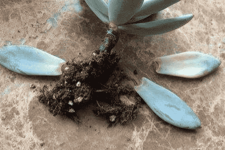 冰莓的养殖方法和注意事项视频