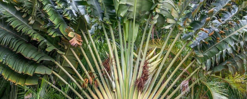 旅人蕉适合在室内养吗怎么养(旅人蕉如何养)