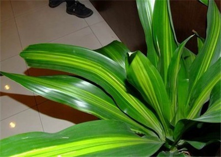 龙血树对人身体有害的