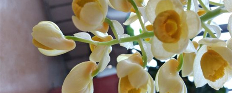 密花石斛的养殖方法(密花石斛的养殖方法和技术)