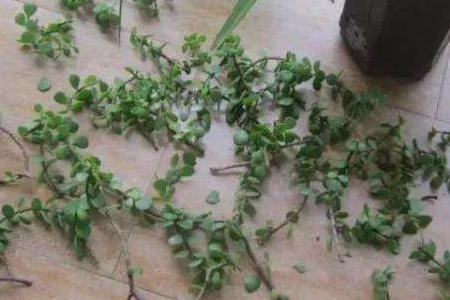 金枝玉叶如何长粗