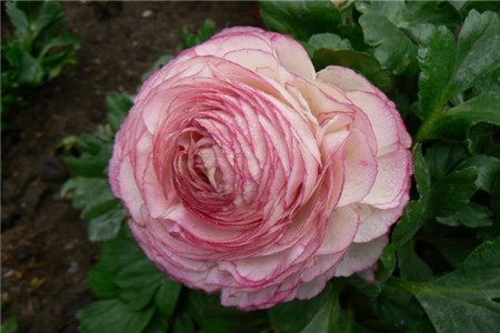 花毛茛徒长怎么办