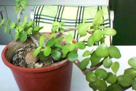 金枝玉叶如何长粗