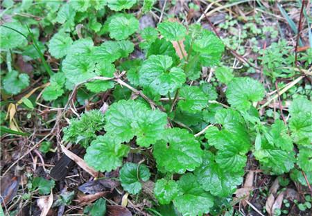 活血丹的养殖方法和注意事项视频