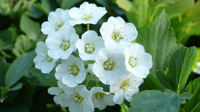 麻叶绣线菊和金焰绣线菊的区别(麻叶绣线菊的果实类型)