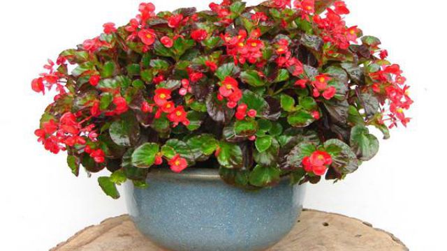 怎样让四季海棠常年开花(如何让四季海棠多开花)