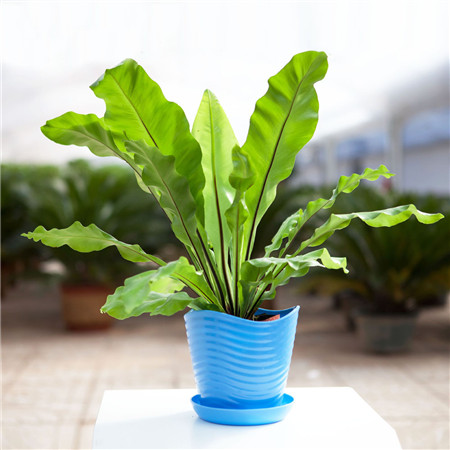 鸟巢蕨烂根如何再生