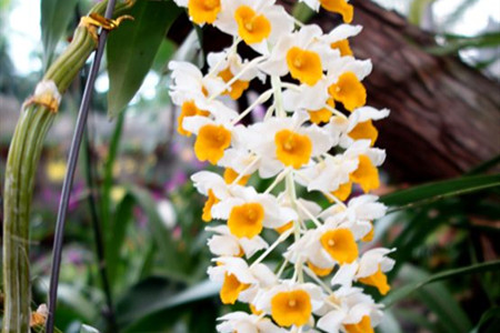 密花石斛的养殖方法和技术