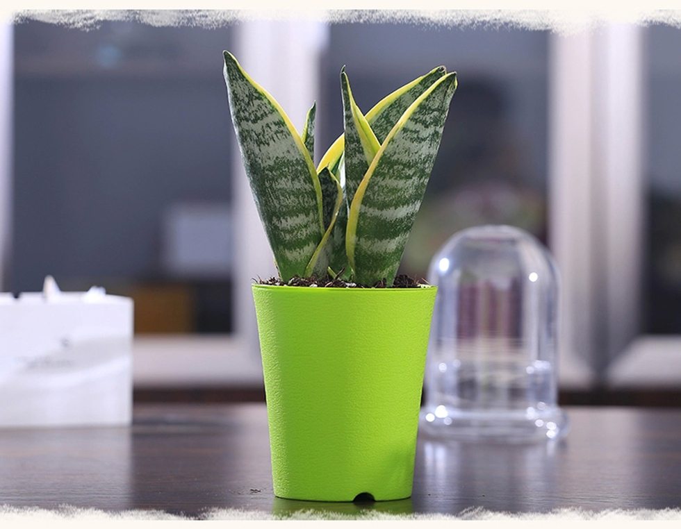 虎皮兰的摆放位置有什么讲究