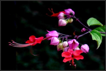 龙吐珠为什么掉叶不发新叶