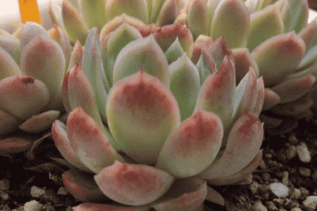 冰莓的养殖方法和注意事项视频