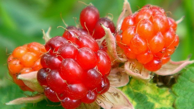 茅莓的功效与作用(茅莓的功效与作用及禁忌)