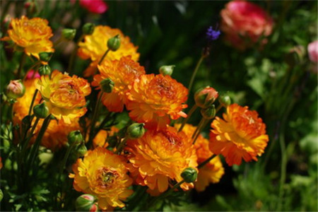 花毛茛徒长怎么办