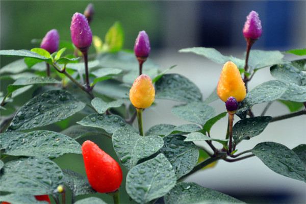 五彩椒的阳台养殖方法(五彩椒的阳台养殖方法图解)