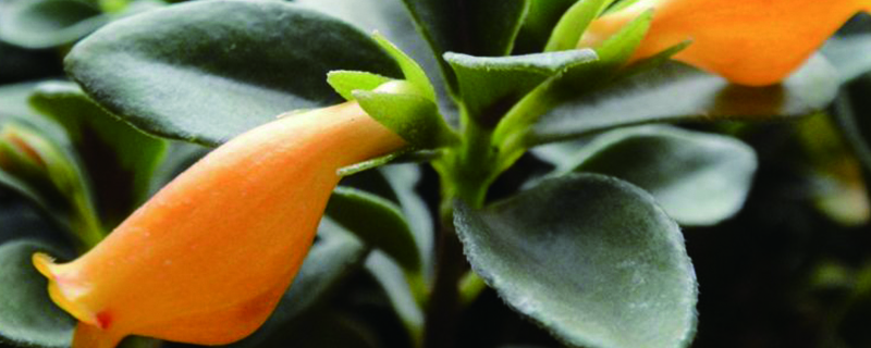 金鱼吊兰怎么爆盆一枝能爆盆吗(如何养金鱼吊兰爆盆)