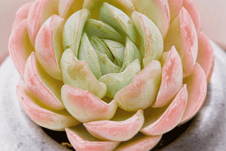 冰莓的养殖方法和注意事项视频