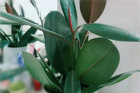 橡皮树的根烂了可以救活吗