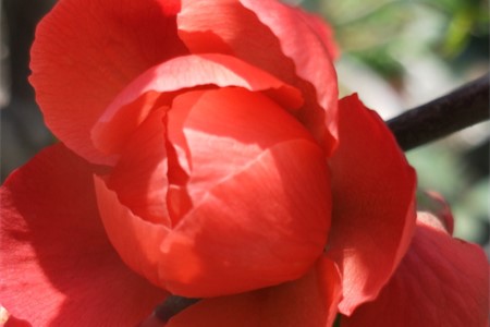 丽格海棠叶子干枯怎么回事