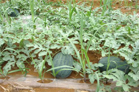 西瓜主要产于哪里