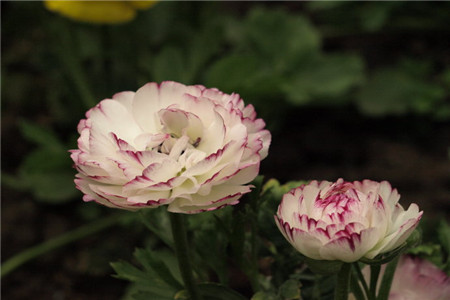 花毛茛徒长怎么办