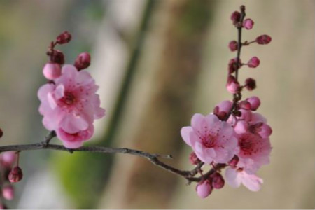 桃梅盆景好养吗视频