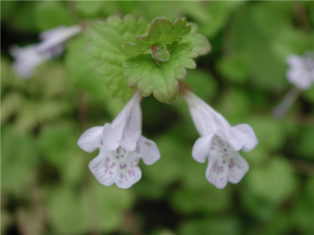 活血丹的养殖方法和注意事项视频