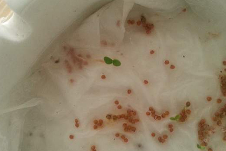 无花果的水培方法如下