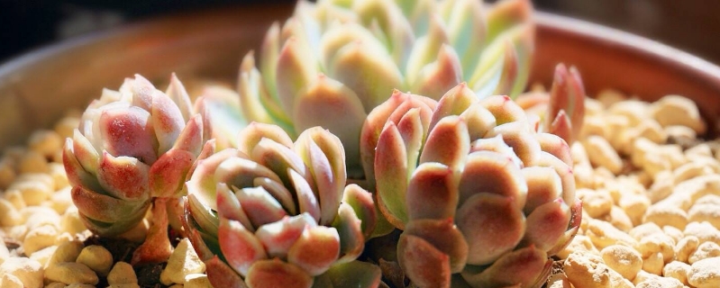 冰莓的养殖方法和注意事项(冰莓的养殖方法和注意事项视频)