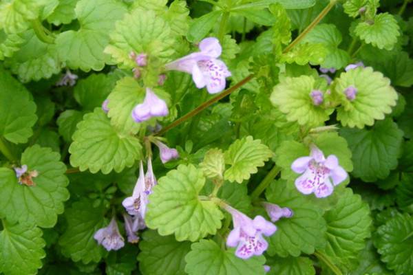 活血丹的养殖方法和注意事项(活血丹的养殖方法和注意事项视频)