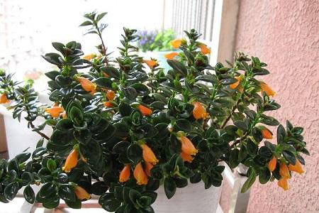 如何养金鱼吊兰爆盆