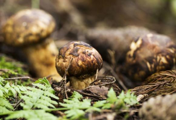 女性吃松茸有什么好处降血糖美容养颜预防心血管疾病(吃松茸对人体有什么好处)