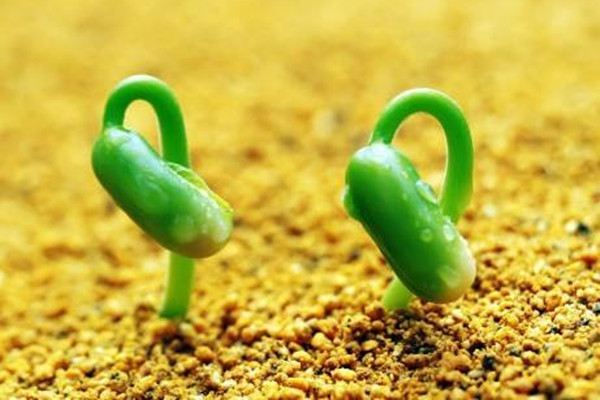 果蔬种子催芽法(蔬菜种子催芽注意事项)