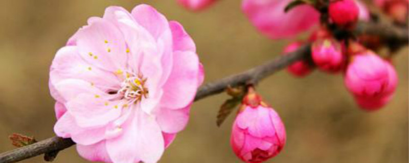 桃梅盆景好养吗视频