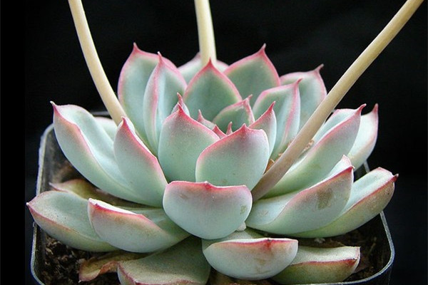 花月夜开花了需要剪掉花剑吗(花月夜开花后怎么处理)