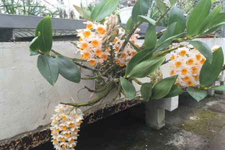 密花石斛的养殖方法和技术