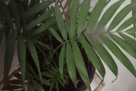 散尾葵叶子发黄是什么原因