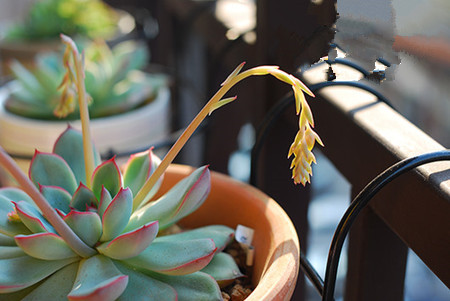 花月夜开花后怎么处理