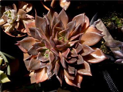 黑王子的养殖方法和注意事项有哪些