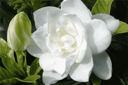 栀子花掉花苞长新叶