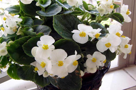 如何让四季海棠多开花