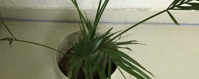 散尾葵叶子发黄的治疗黄叶怎么回事(散尾葵叶子发黄是什么原因)