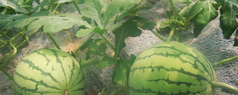 西瓜长在哪里西瓜原产地(西瓜主要产于哪里)