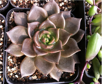 黑王子的养殖方法和注意事项有哪些