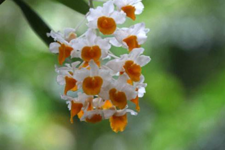 密花石斛的养殖方法和技术