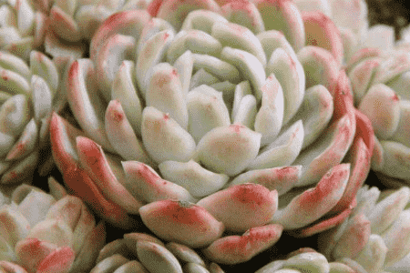 冰莓的养殖方法和注意事项视频